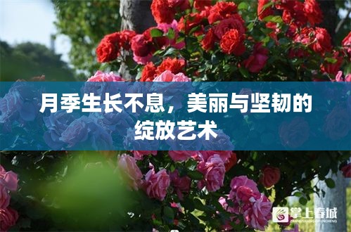 月季生长不息，美丽与坚韧的绽放艺术