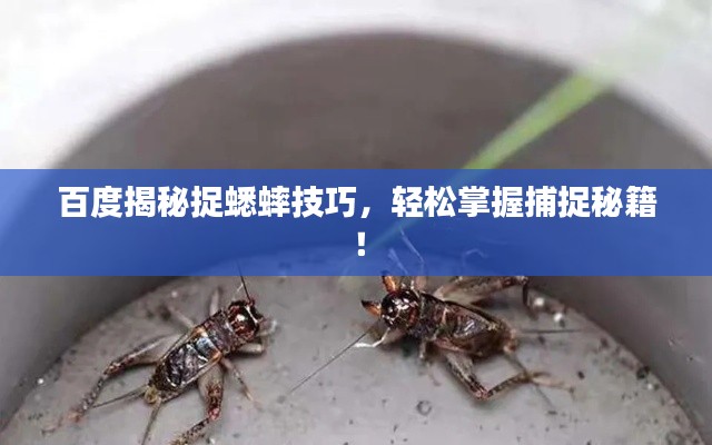 百度揭秘捉蟋蟀技巧，轻松掌握捕捉秘籍！
