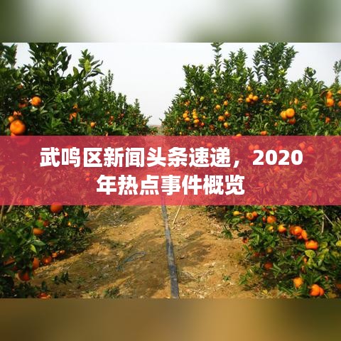 武鸣区新闻头条速递,2020年热点事件概览