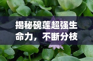 揭秘碗莲超强生命力，不断分枝的奇迹