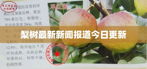 梨树最新新闻报道今日更新