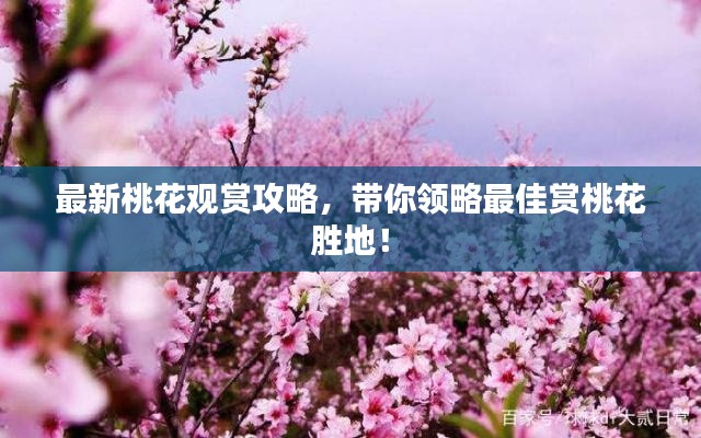 最新桃花观赏攻略，带你领略最佳赏桃花胜地！