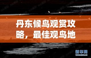 丹东候鸟观赏攻略，最佳观鸟地点与时间一网打尽！