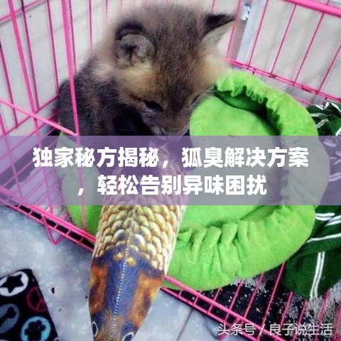 独家秘方揭秘，狐臭解决方案，轻松告别异味困扰