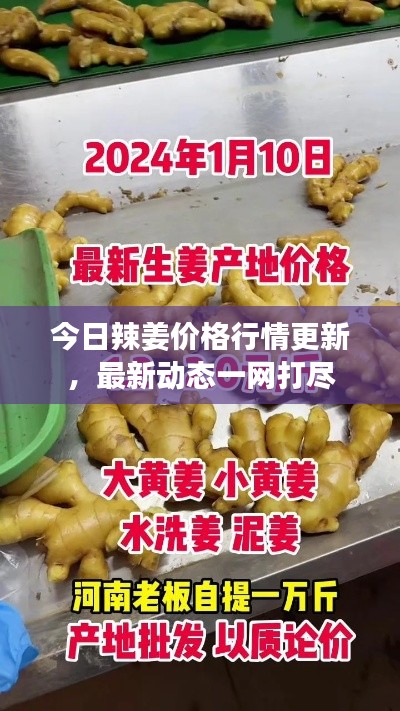 今日辣姜价格行情更新，最新动态一网打尽