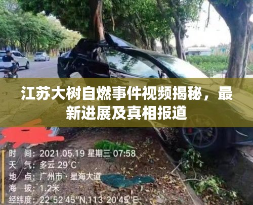 江苏大树自燃事件视频揭秘，最新进展及真相报道