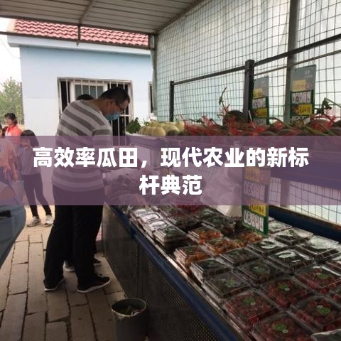 高效率瓜田，现代农业的新标杆典范