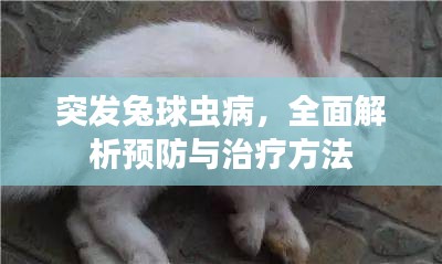 突发兔球虫病，全面解析预防与治疗方法