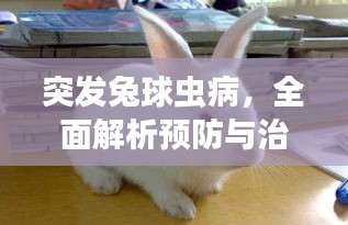 突发兔球虫病,全面解析预防与治疗方法