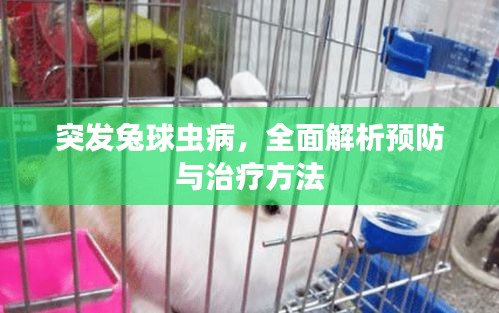 突发兔球虫病,全面解析预防与治疗方法