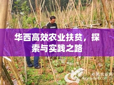 华西高效农业扶贫，探索与实践之路