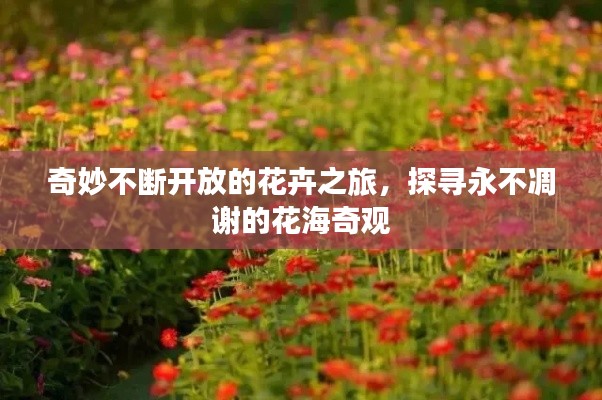奇妙不断开放的花卉之旅，探寻永不凋谢的花海奇观