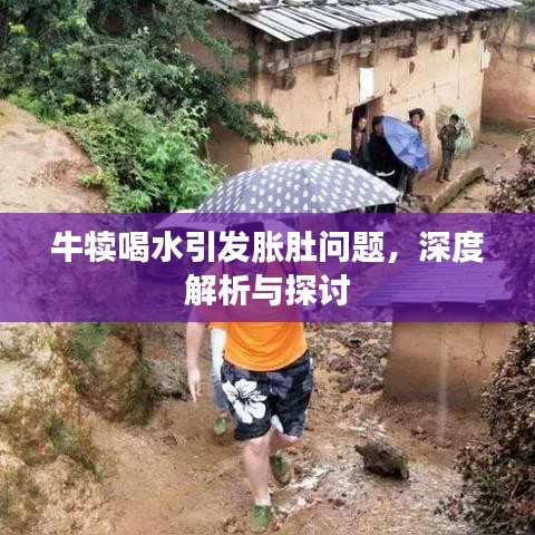 牛犊喝水引发胀肚问题,深度解析与探讨