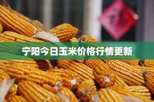 宁阳今日玉米价格行情更新